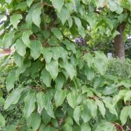 Саджанець Актинідія аргута чоловіча